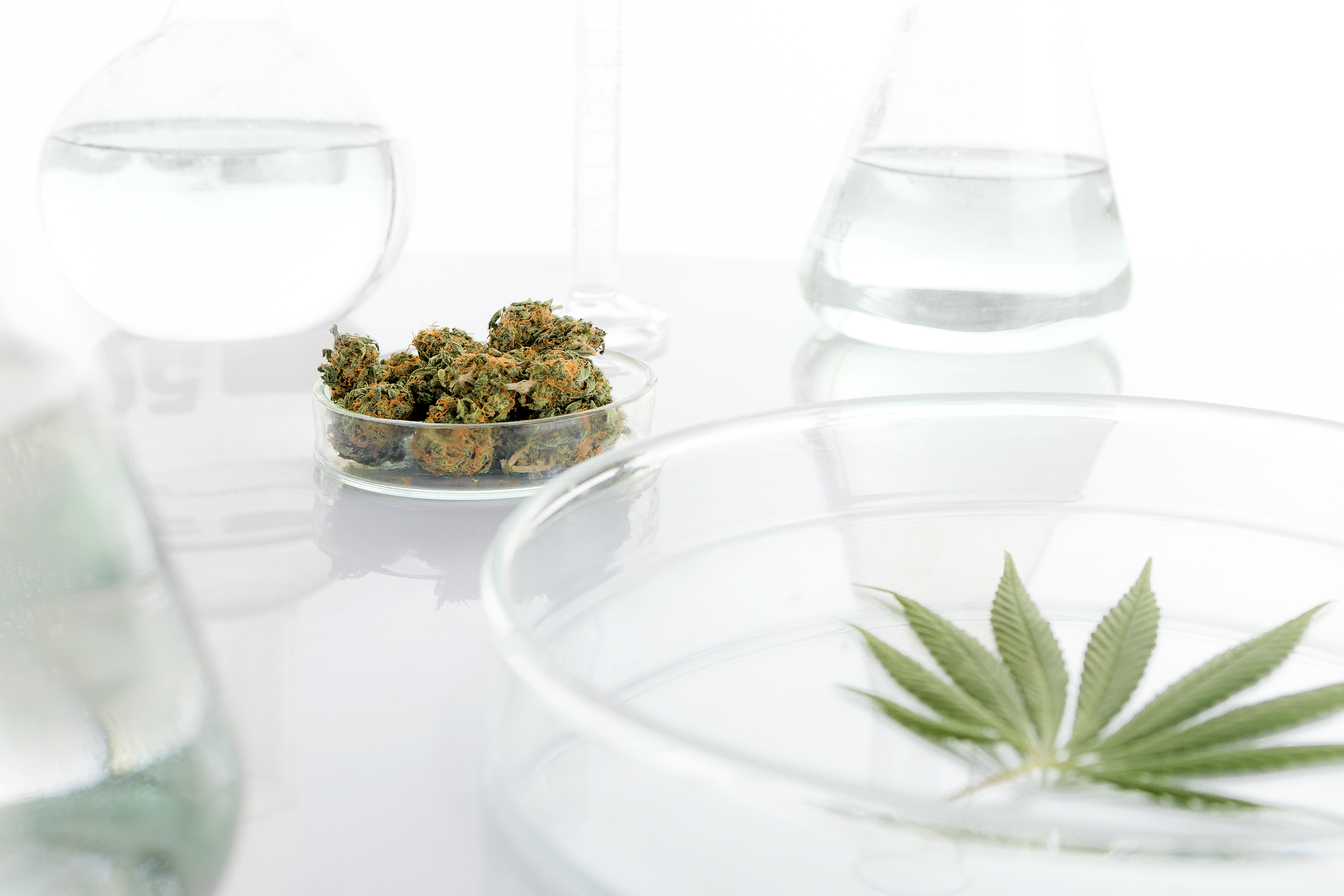 cannabis-in-laboratory
